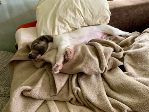 Ein schlafender Welpe liegt entspannt auf einer Decke und Kissen.