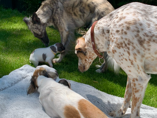 Verschiedene Hunde spielen und ruhen auf einer Decke im Gras.