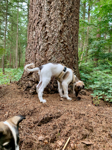 Zwei Hunde schnüffeln in einem Wald vor einem großen Baum.